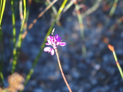 Comesperma confertum