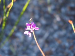 Comesperma confertum