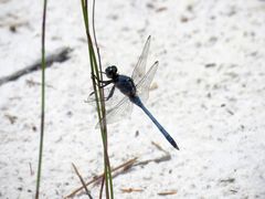 Orthetrum boumiera