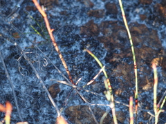 Comesperma confertum