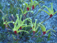 Anigozanthos bicolor decrescens