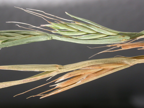 Persian Ryegrass