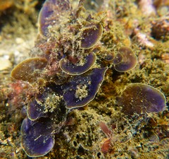 Lobophora variegata