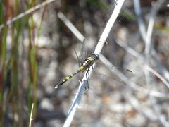 Orthetrum boumiera