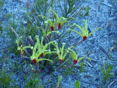 Anigozanthos bicolor decrescens