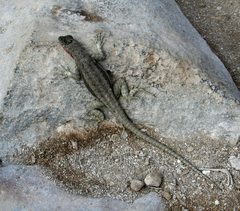 Microlophus barringtonensis