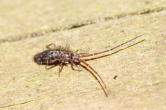 Paronellides