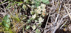Pimelea sericeovillosa sericeovillosa