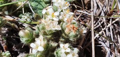Pimelea sericeovillosa sericeovillosa