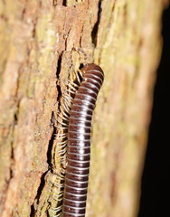 Cambalidae