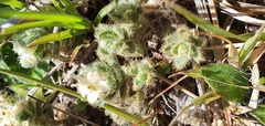 Pimelea sericeovillosa sericeovillosa