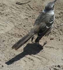 Mimus parvulus barringtoni