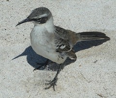 Mimus parvulus barringtoni