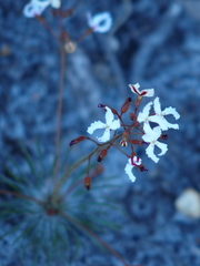 Stylidium spinulosum