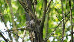 Yungipicus moluccensis