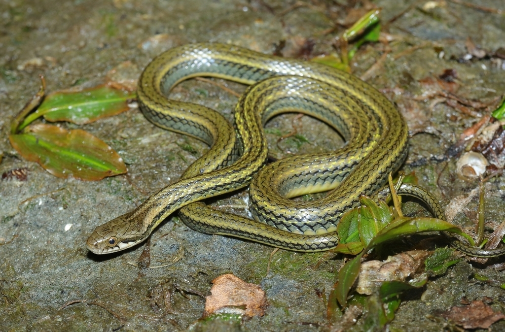 Eight-Lined Keelback