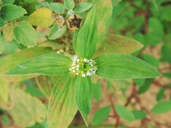 Spermacoce ocymoides