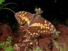 Papilio demodocus demodocus