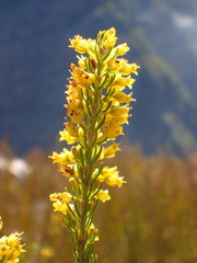 Erica parilis parilis
