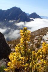 Erica parilis parilis