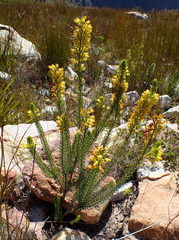 Erica parilis parilis