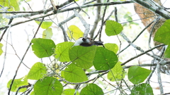 Pomatorhinus bornensis