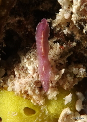 Pseudoceros liparus