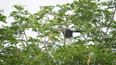 Yungipicus moluccensis