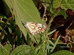 Belenois aurota aurota