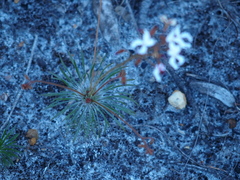 Stylidium spinulosum