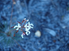 Stylidium spinulosum