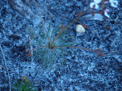Stylidium spinulosum