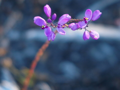 Comesperma confertum