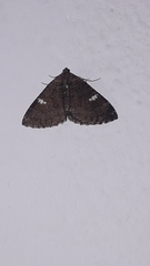 Larentia malvata