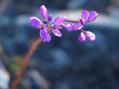 Comesperma confertum