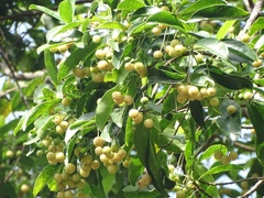 Acronychia pedunculata