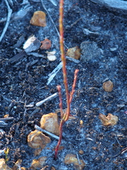 Comesperma confertum