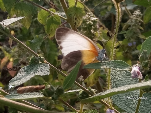 Common Dotted Border