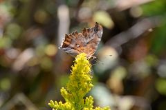 Polygonia c-aureum