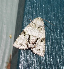 Acronicta psorallina