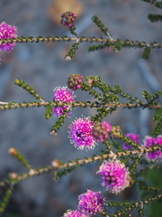 Kunzea recurva