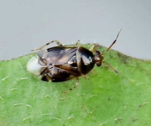 Trumpoji Žolblakė nuotrauka