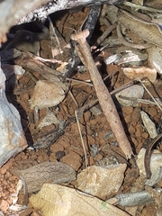 Geomantis larvoides