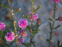 Kunzea recurva