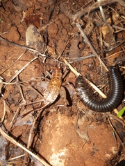 Gryllomorpha longicauda