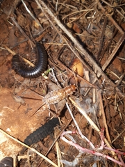 Gryllomorpha longicauda