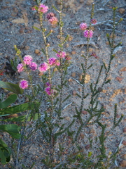 Kunzea recurva