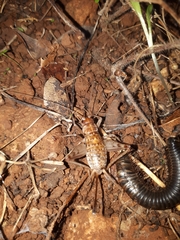 Gryllomorpha longicauda