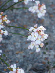 Stylidium junceum