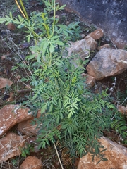 Ruta chalepensis